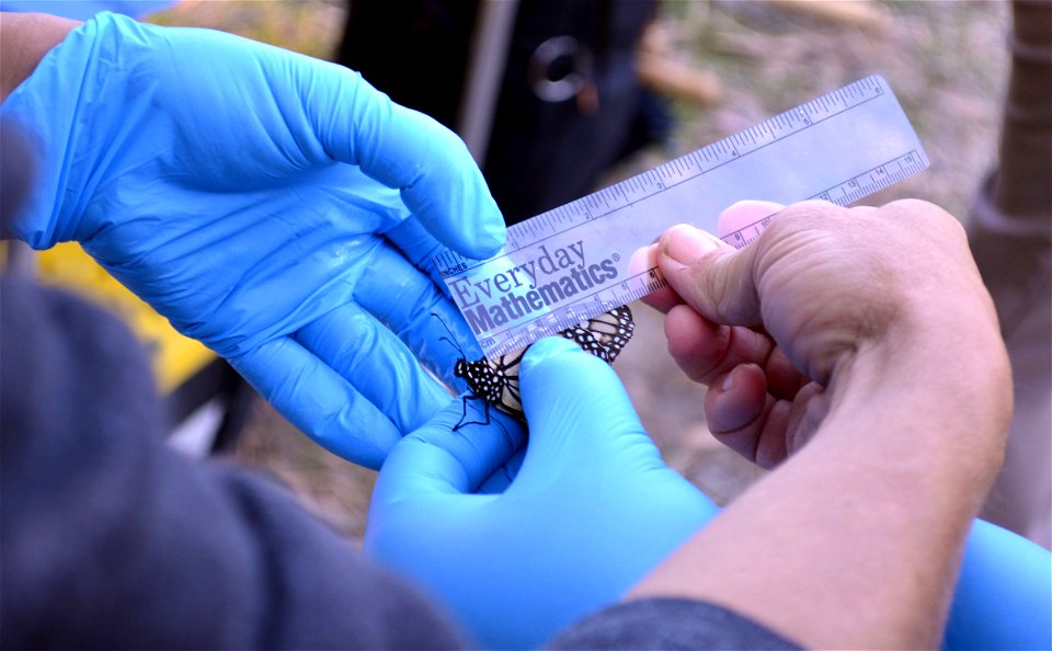 measuring monarch wing