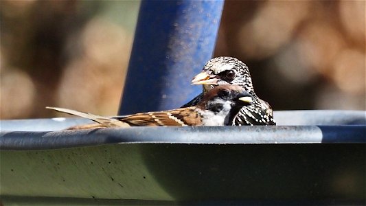 Lustiges Parallelfuttern von Feldsperling und Star