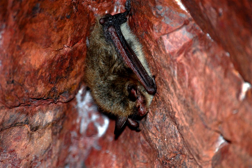 Northern long-eared bat