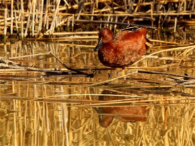Cinnamon Teal  at Bear River Migratory Bird Refuge June 2021