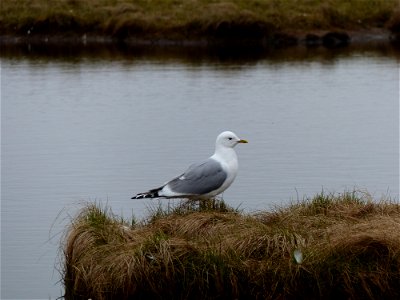 Mew gull photo