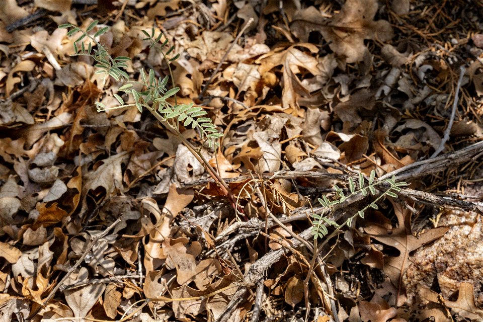 Astragalus puniceus gertrudis