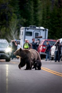 grizzly bear #399 and cub of the year emerge from hibernation on May 16, 2023 - 14 photo