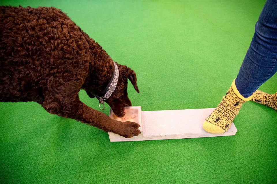 SmartDog, Riihimäki
