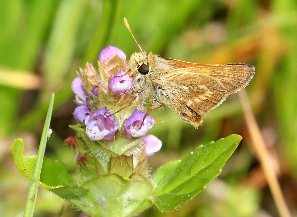 SKIPPER, WOODLAND (Ochloa sylanoides) (6-28-2021) 4900 ft, bear basin meadow, smith river nat rec area, del norte co, ca -03
