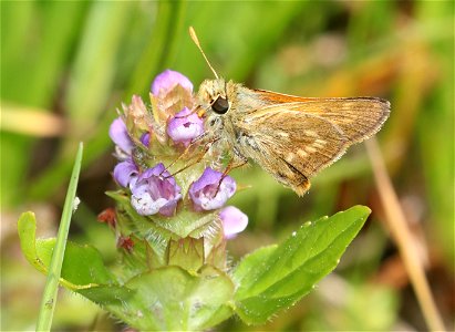 SKIPPER, WOODLAND (Ochloa sylanoides) (6-28-2021) 4900 ft, bear basin meadow, smith river nat rec area, del norte co, ca -03