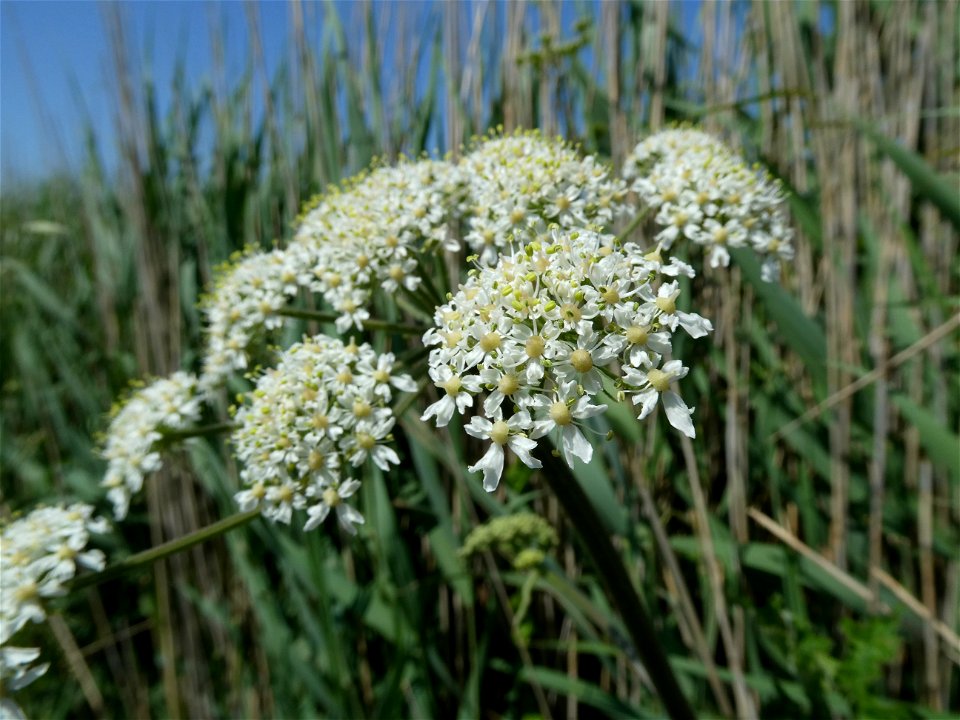 Heracleum sphondylium L., 1753