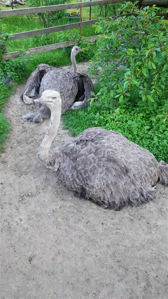 Ostrich