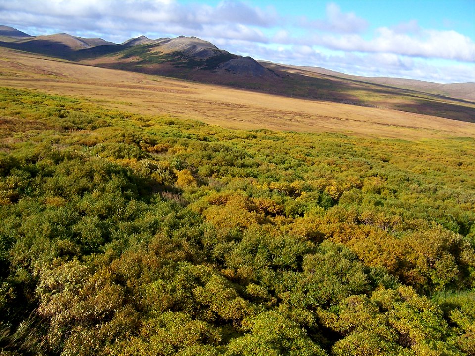 Alder ring on mountain photo