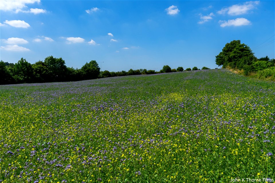 Lacy Phacelia Fields North Downs Boxley