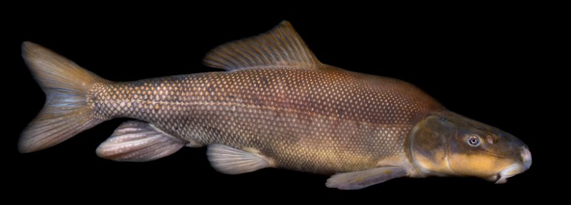 Razorback Sucker (Xyrauchen texanus)