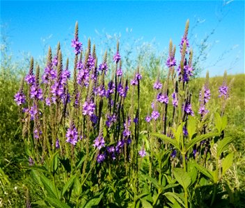 Hoary Vervain Lake Andes Wetland Management District South Dakota photo