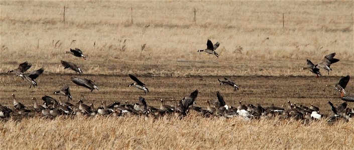Spring Goose Migration at the Huron Wetland Management District South Dakota