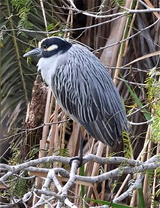 196 - YELLOW-CROWNED NIGHT-HERON (02-09-2023) estero llano grande sp, hidalgo co, tx -01