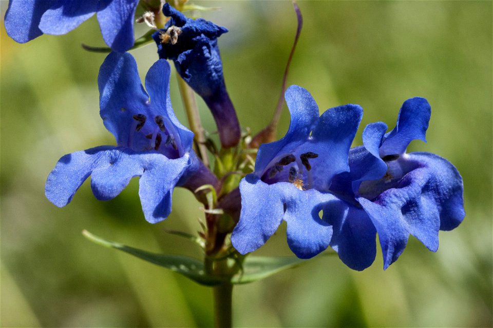 Penstemon cyananthus