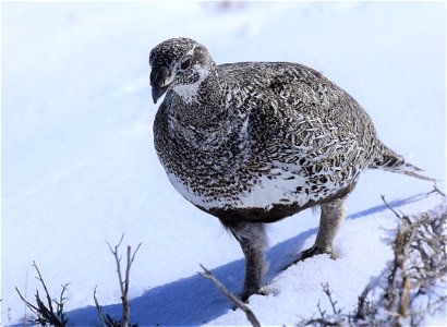 Greater sage-grouse on Seedskadee National Wildlife Refuge