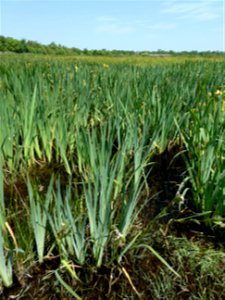 Iris pseudacorus L., 1753