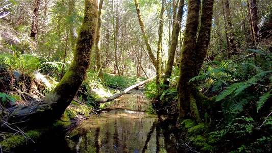 Bridge Creek Acquisition