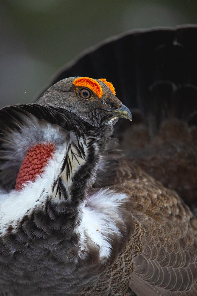 Dusky Grouse -Dendragapus obscurus