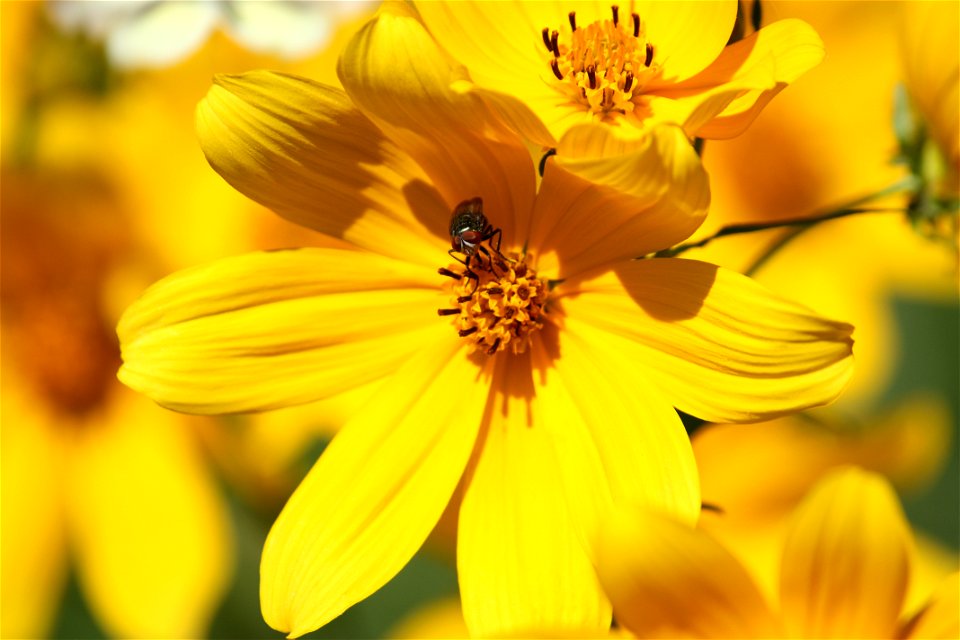 Tickseed Sunflower with Red-eye Bug