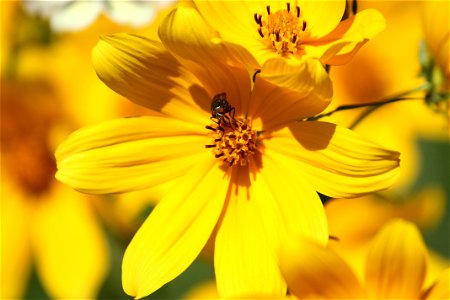Tickseed Sunflower with Red-eye Bug photo