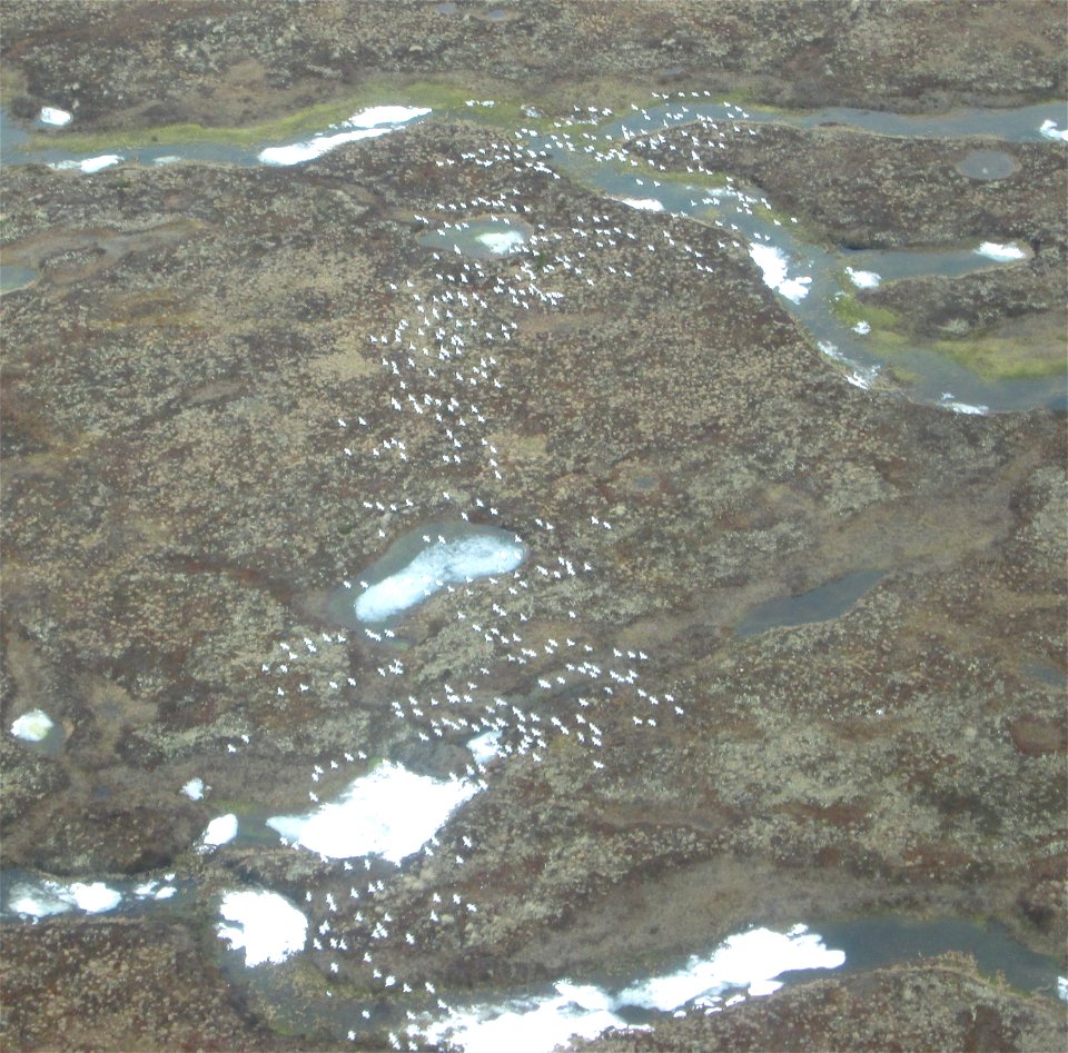 Snow Goose Telemetry