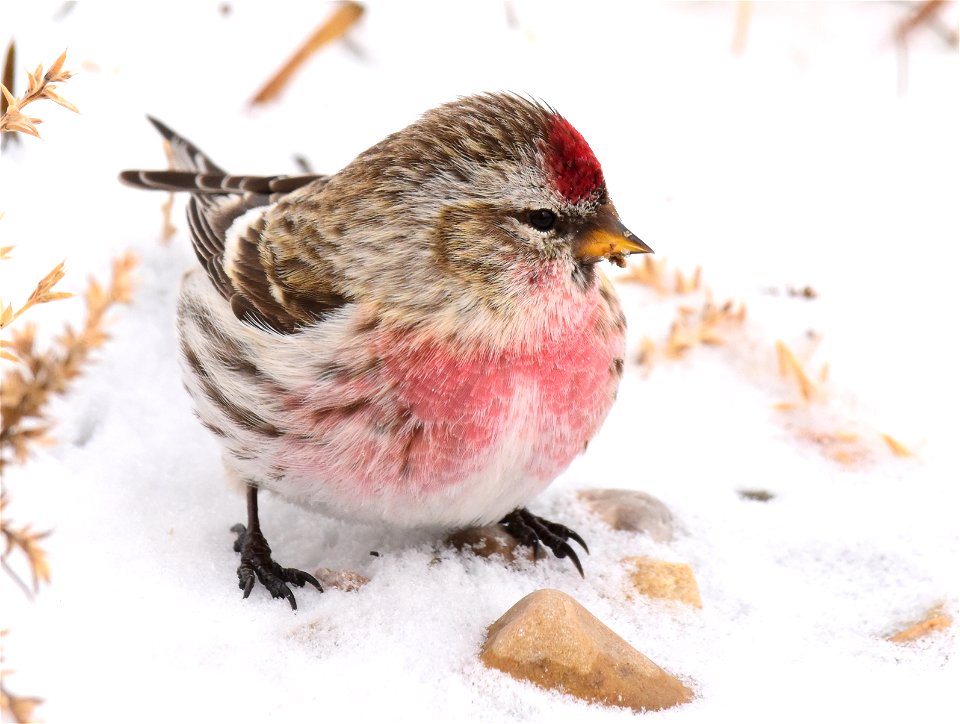 Common redpoll at Seedskadee National Wildlife Refuge
