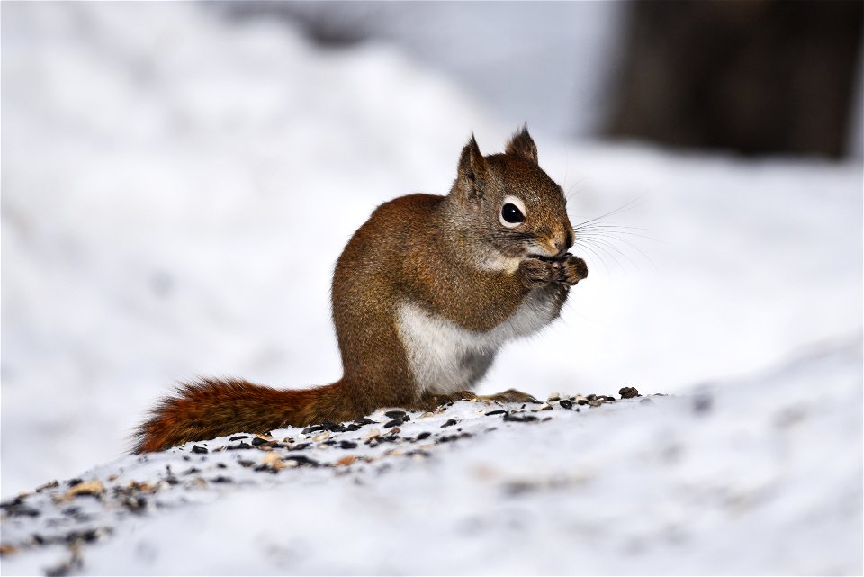 Red squirrel in the snow