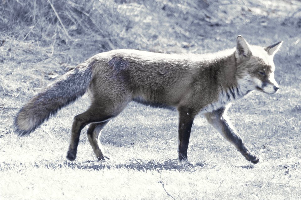 The Fox