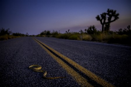 Gopher snake (Pituophis catenifer) in the roadway near Pinto Wye