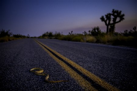 Gopher snake (Pituophis catenifer) in the roadway near Pinto Wye photo