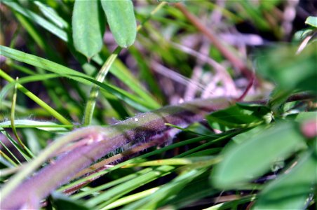 Karner Blue Butterfly Egg on Wild Lupine photo