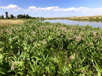 Showy milkweed at Seedskadee National Wildlife Refuge photo