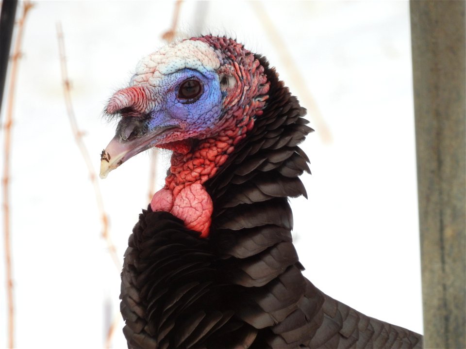 Wild turkey photo