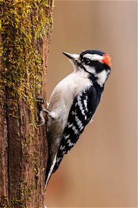 Male Downy Woodpecker photo