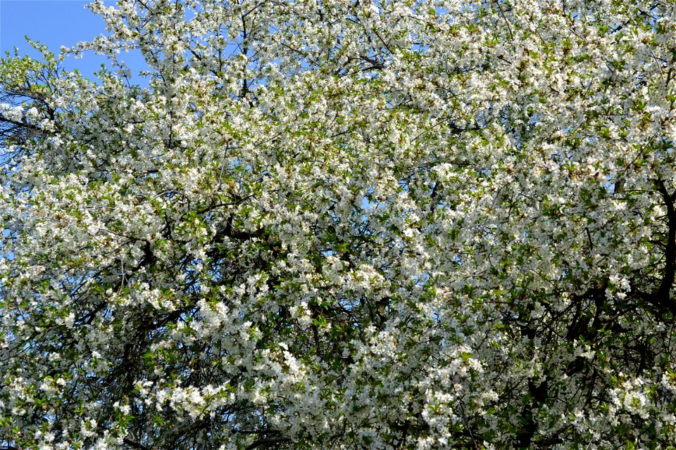 Spring ,April 2023