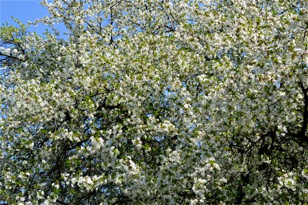 Spring ,April 2023