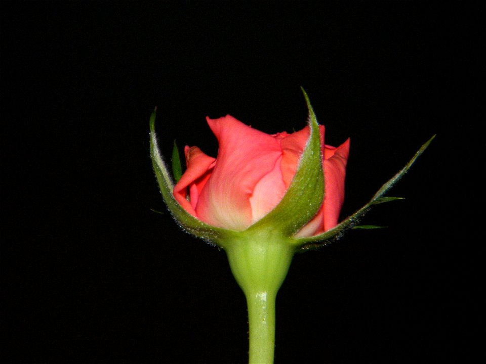 trandfmic_timelps2011_1108_202223