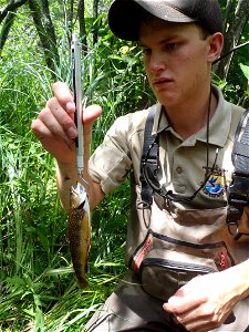 Weighing Brook Trout photo