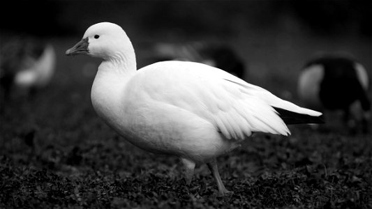 based on white