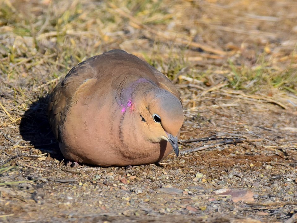 Mourning dove at Seedskadee National Wildlife Refuge