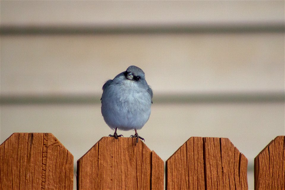 Dark eyed junco on the Coconino
