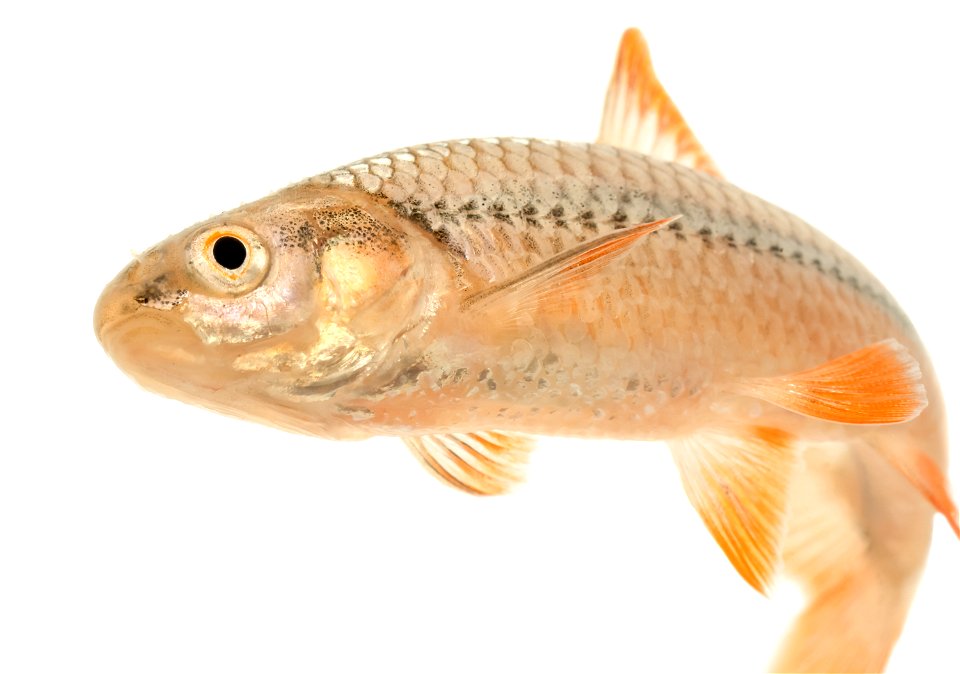 Topeka Shiner (Notropis topeka) Breeding Male
