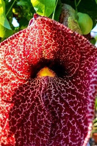 DSCF4481