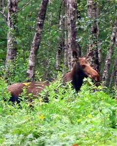Moose Cow at Moosehorn National Wildlife Refuge