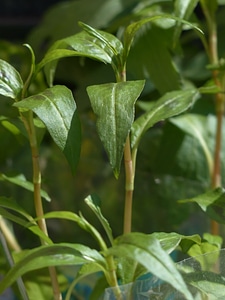 Herb leaves stalk photo