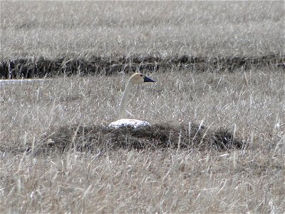 Tundra Swan on nest photo