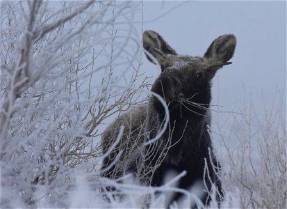 Moose at Seedskadee National Wildlife Refuge photo