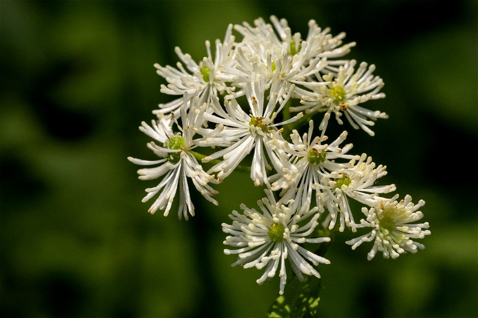 Trautvetteria caroliniensis