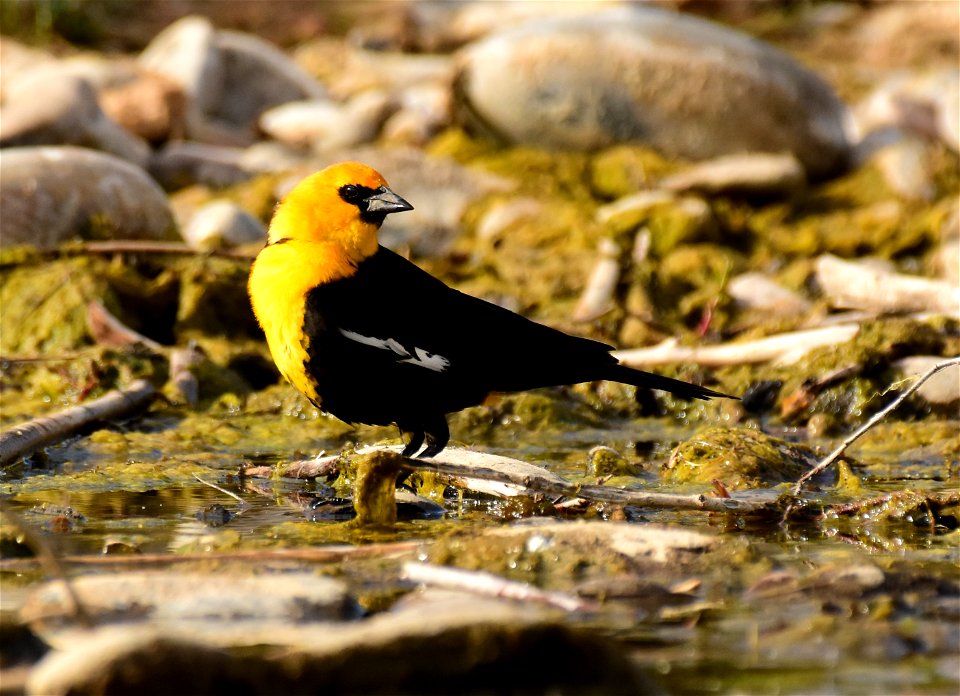 Yellow headed blackbird at Seedskadee National Wildlife Refuge